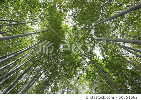  竹林 50551662