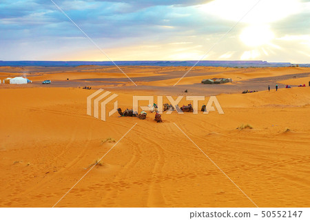 Camels are on the sand dunes at dawn in the Sahara Camels are on the sand dunes at dawn in the Sahara 50552147