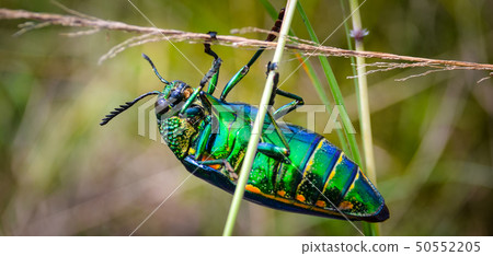 Jewel beetle in field macro shot 50552205