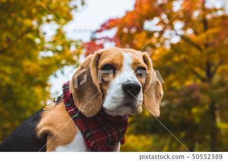 Beautiful beagle hunting dog on the background of 50552389
