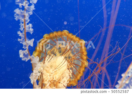 Orange jellyfish in blue ocean water background Orange jellyfish in blue ocean water background 50552587