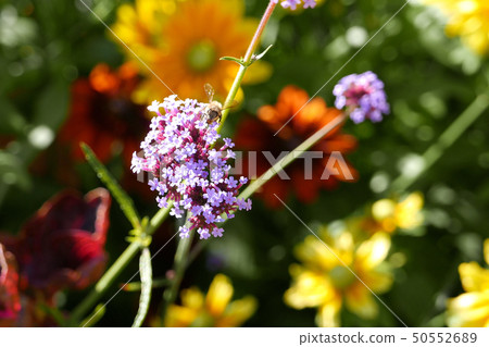 Bee collecting pollen on purple flower 50552689