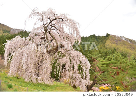 Biden's sanbare cherry tree Biden's sanbare cherry tree 50553049