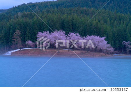 櫻花和紅薯在新潟縣津南鎮的中心 50553187