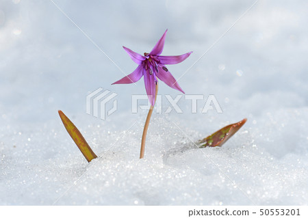 開花通過在山的白色雪的一朵紫色紫羅蘭色花 50553201