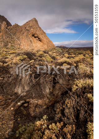 Plants in the spring, Tenerife, Spain Plants in the spring, Tenerife, Spain 50553359