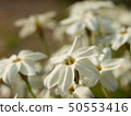 Close up of white flowering herring colony 50553416