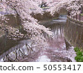 Toho Seijo Castle studio full bloom cherry blossoms and reflections along Senkawa 50553417