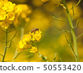Close up of rape blossoms and bees 50553420