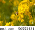 Close up of rape blossoms and bees 50553421
