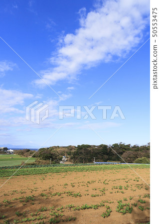 Field (autumn) Field (autumn) 50553475