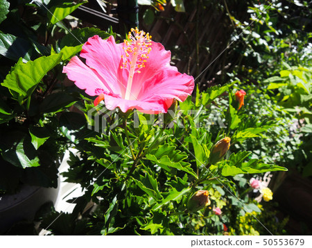 Pink hibiscus blooming on the balcony of the apartment Pink hibiscus blooming on the balcony of the apartment 50553679