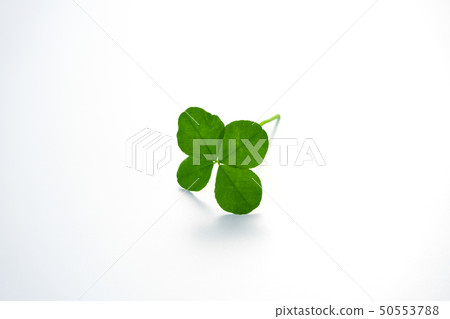 四葉三葉草 四葉三葉草 50553788