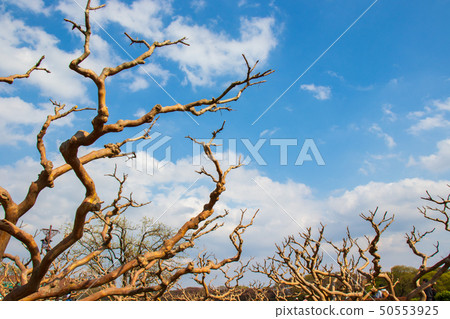 Unusually bent trees and blue skies Unusually bent trees and blue skies 50553925
