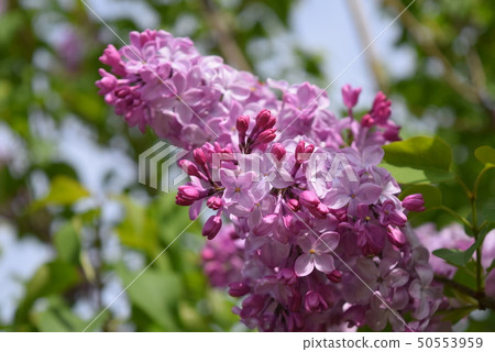 Flowers 50553959