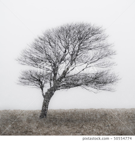 Lone Tree in snow storm 50554774
