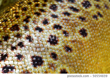 Brown trout 50554839