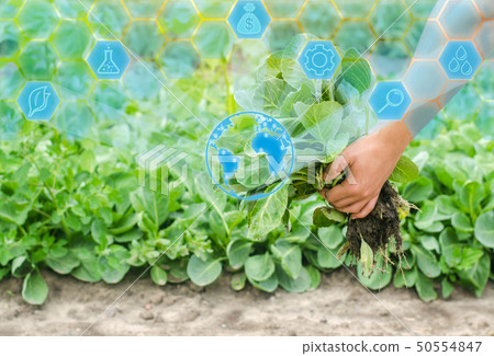 the farmer is holding cabbage seedlings the farmer is holding cabbage seedlings 50554847