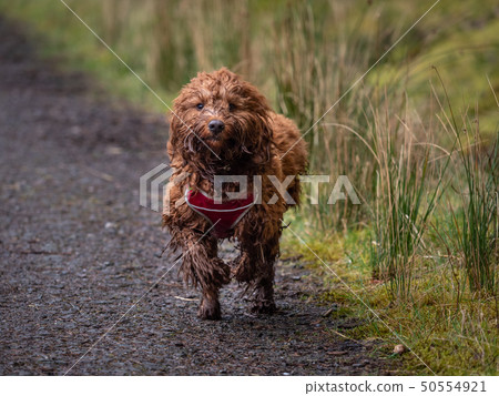 Cockapoo running down the forest track 50554921