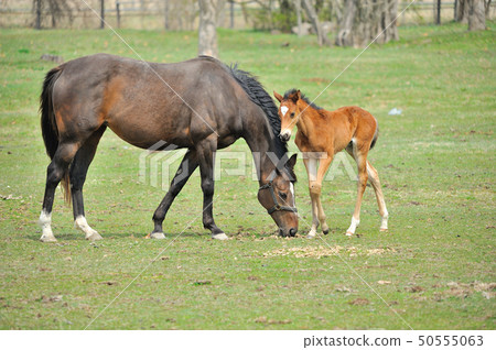 Thoroughbred parent and child 50555063