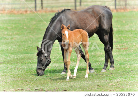 純種的父母和孩子 50555070