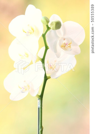 蘭花植物白花自然背景 蘭花植物白花自然背景 50555389