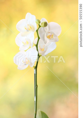 蘭花植物白花自然背景 50555390