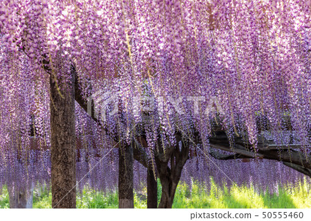 Wisdom swaying in the wind Tennogawa Park 50555460