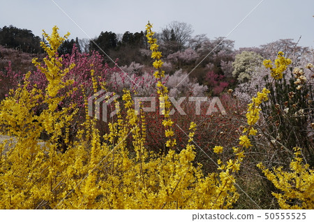 Hanamiyama Hanamiyama 50555525