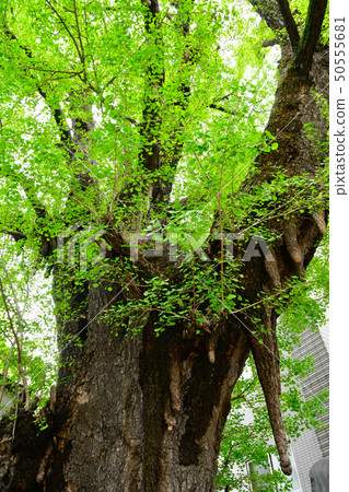 Shinagawa Temple Ginkgo 50555681