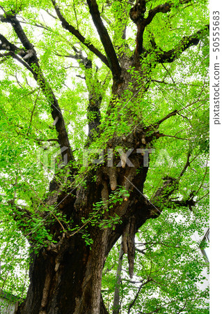 Shinagawa Temple Ginkgo 50555683