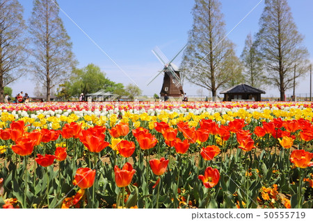 Akebono山農場公園鬱金香 50555719