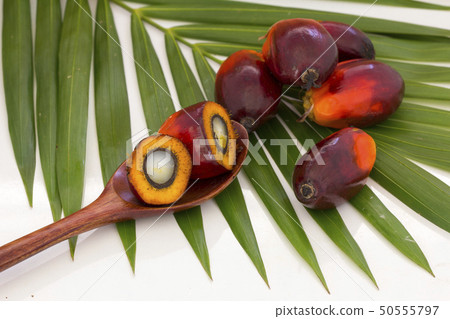 Palm Oil fruits with cooking oil and palm leaf Palm Oil fruits with cooking oil and palm leaf 50555797