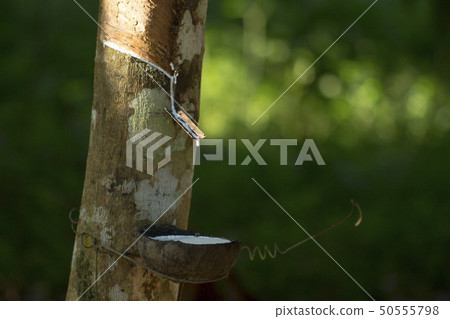 Latex extracted from rubber tree Latex extracted from rubber tree 50555798