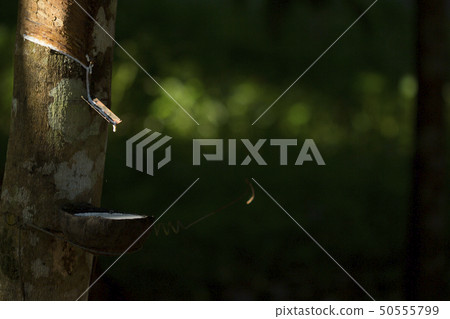 Latex extracted from rubber tree Latex extracted from rubber tree 50555799