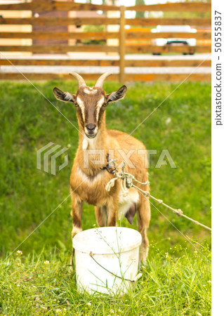 Goat with horns on a leash in the field Goat with horns on a leash in the field 50555837