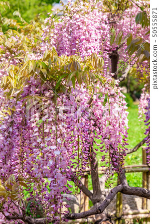 Vividly colored wisteria 50555871