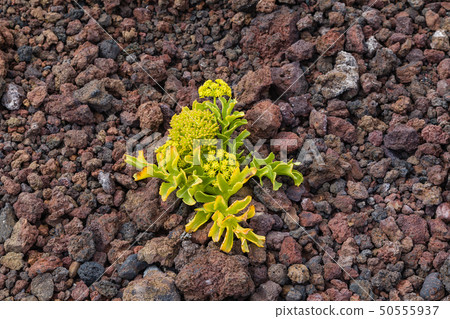 Vegetation on volcanic soil of Tenerife coast 50555937