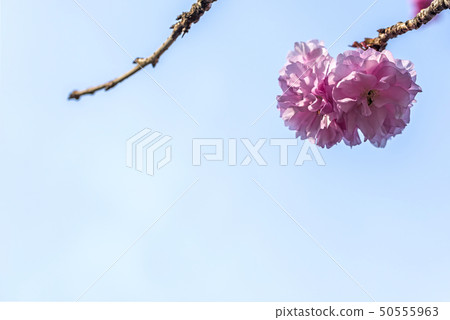 Double-cherry blossom Double-cherry blossom 50555963