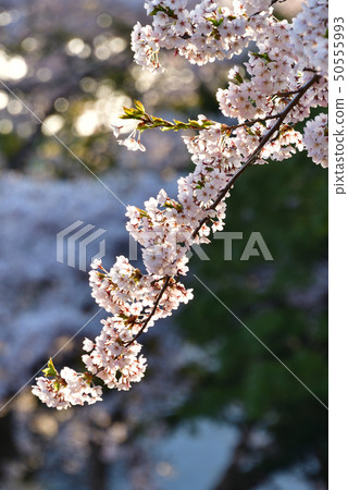 Photographing the scenery where the morning sun falls on Somei Yoshino in Hokkaido Morimachi Onishi Park Photographing the scenery where the morning sun falls on Somei Yoshino in Hokkaido Morimachi Onishi Park 50555993
