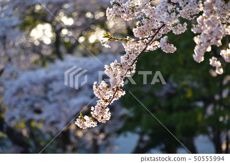 Photographing the scenery where the morning sun falls on Somei Yoshino in Hokkaido Morimachi Onishi Park 50555994