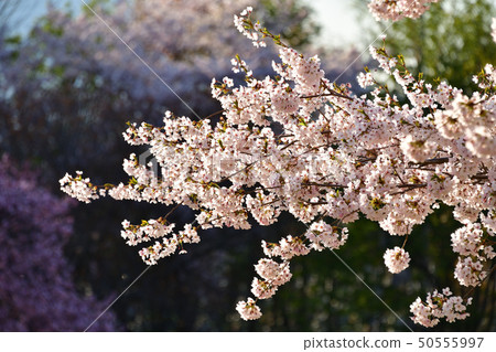 拍攝早晨的太陽落在北海道森町大西公園的Somei Yoshino的風景 50555997