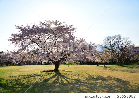 拍攝早晨的太陽落在北海道森町大西公園的Somei Yoshino的風景 50555998