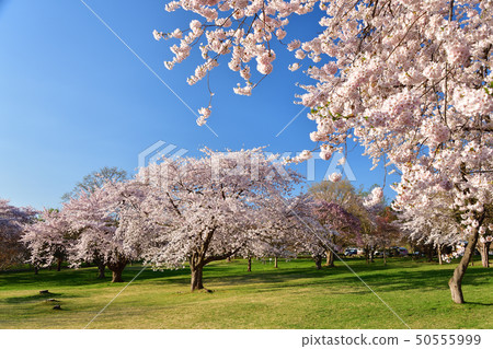拍攝早晨的太陽落在北海道森町大西公園的Somei Yoshino的風景 50555999