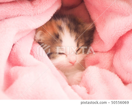 Scottish Fold kitten sleeping on a pink blanket Scottish Fold kitten sleeping on a pink blanket 50556069