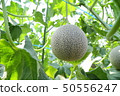 Noble melon field 50556247