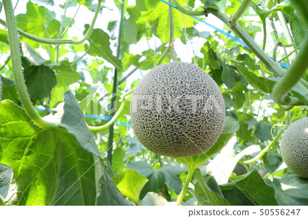 Noble melon field Noble melon field 50556247