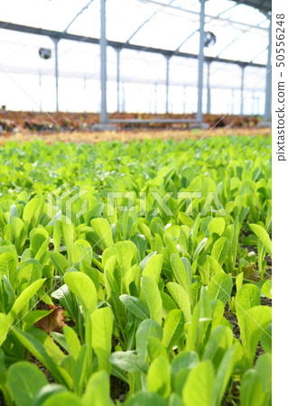 Baby leaf field 50556248