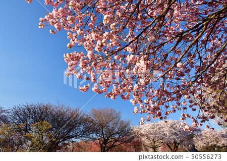 Taking a picture of the scenery that the morning sun falls in the forest Moricho Onishi Park, Hokkaido Moricho 50556273