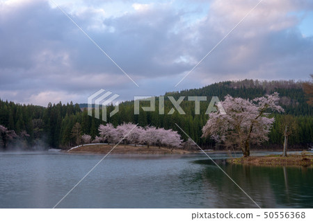 Cherry blossoms and morning glory in Nakano, Tsunan Town, Niigata Prefecture 50556368